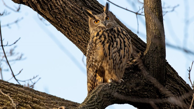 Zoo releases final necropsy results on Flaco the owls death