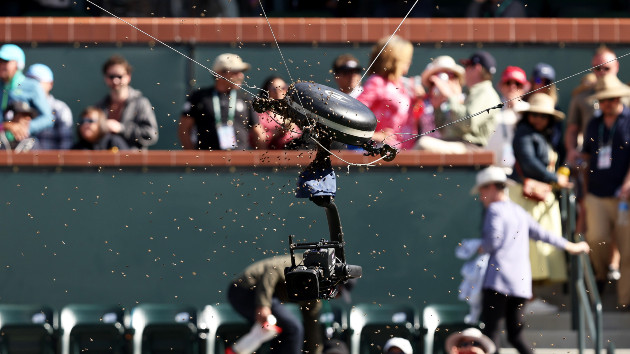 Bee invasion leads to suspended tennis match at BNP Paribas Open