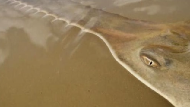 Scientists baffled over hundreds of fish spinning and whirling dead onto South Florida shores