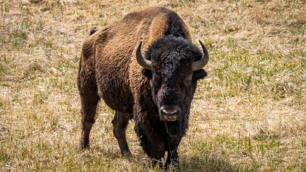 Man injured after kicking bison in the leg while under influence of alcohol at Yellowstone