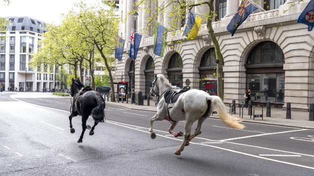 Loose horses, one soaked in blood, wreak havoc in central London