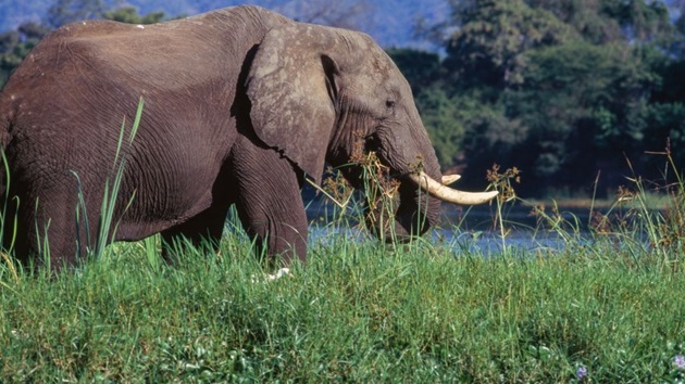 Elephant attack during safari kills 80-year-old American tourist in Zambia