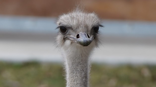 Karen, the vibrant and beloved ostrich at Topeka Zoo, dies after swallowing zoo staffers keys