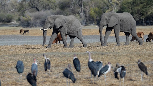 Botswana president offers 20,000 elephants to Germany amid conservation spat