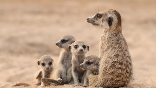 Warner Bros. turning nature series Meerkat Manor into an animated movie