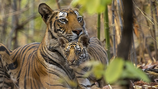 New for Earth Day on Disney+: Priyanka Chopra Jonas narrates Disneynatures Tiger