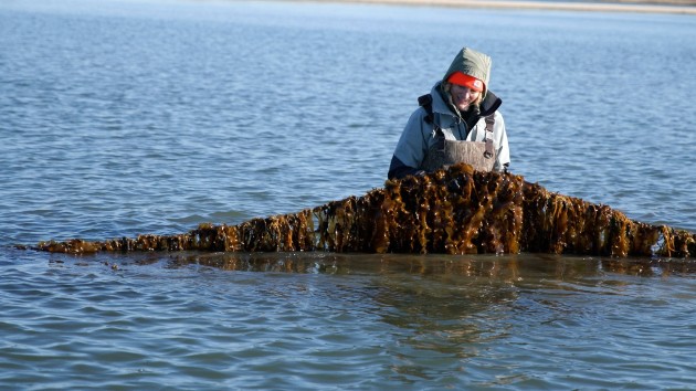 How kelp farms, an environmental powerhouse, can help mitigate climate change