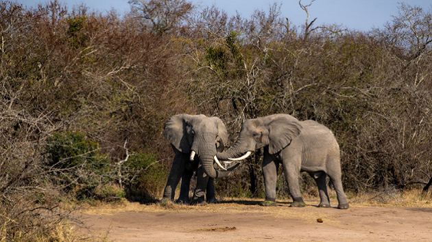 Study explores elephant greetings and how they change based on social relationships