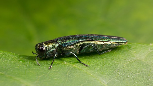 Invasive emerald ash borer endangers cultural keystone tree species