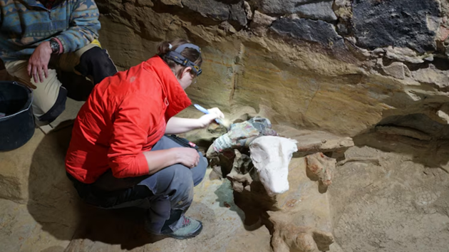 Winemaker discovers approximately 40,000-year-old mammoth bones in cellar