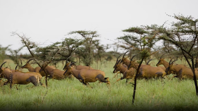 South Sudans epic effort to protect the worlds largest mammal migration