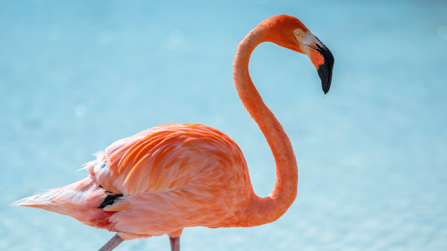 Flamingo spotted in Massachusetts in potentially unprecedented event