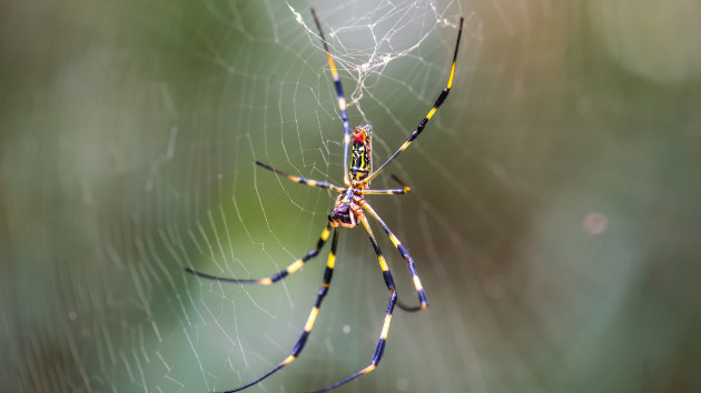 The giant Joro spiders are expanding on the East Coast this summer: What to know