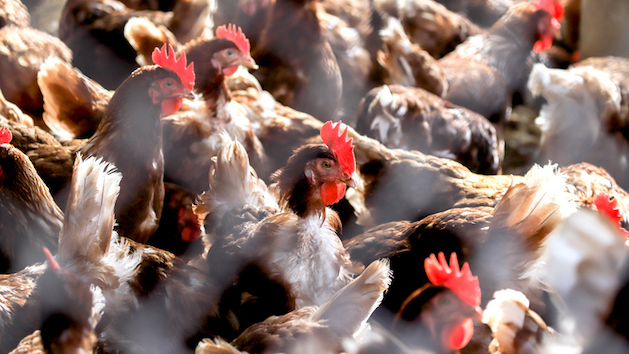 1st fatal human case of bird flu subtype confirmed in Mexico: WHO