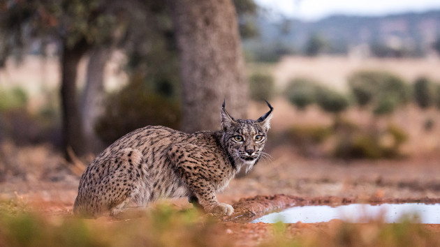 Iberian lynx rebounds from ‘endangered’ status