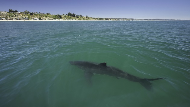 3 swimmers attacked by sharks off Florida Panhandle