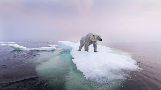 Prolonged ice-free periods putting Hudson Bay polar bear population at risk of extinction: Study