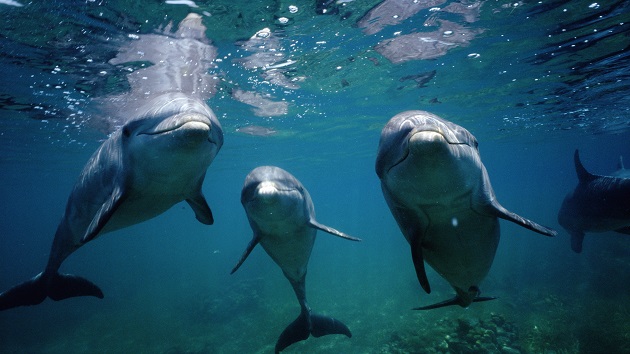 125 dolphins stranded in difficult location on Massachusetts beach, animal welfare group says