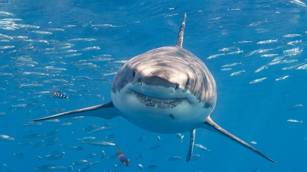 Shark attacks man in Florida