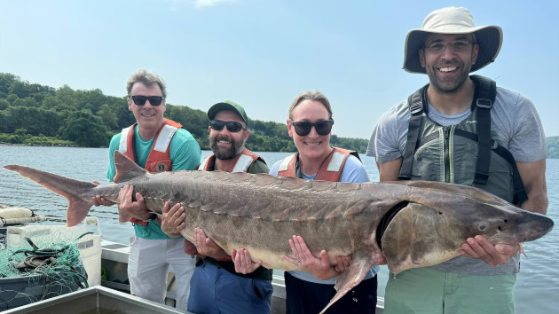 Gigantic fish measuring 6 feet and weighing 220 pounds caught in Hudson River