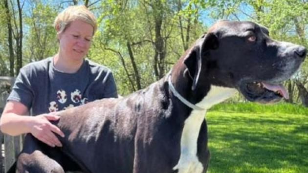 Kevin, worlds tallest dog who stood at 7 feet on his hind legs, dies just days after getting record