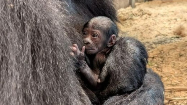 History made as critically endangered baby western lowland gorilla born at Columbus Zoo