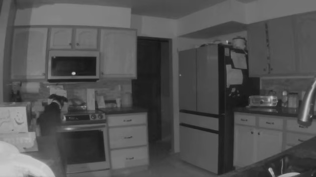 Video shows dog starting house fire by turning on stove in middle of night