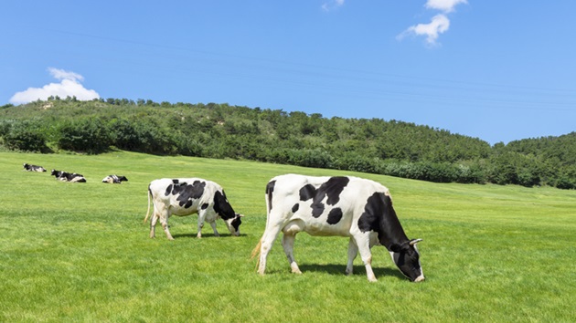 4th human case of bird flu linked to dairy cow outbreak: CDC