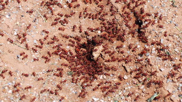 Officials battle highly aggressive red imported fire ant infestation in Southern California