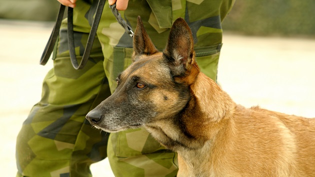 Retired military dogs reunite with their former Marine Corps handlers after years apart