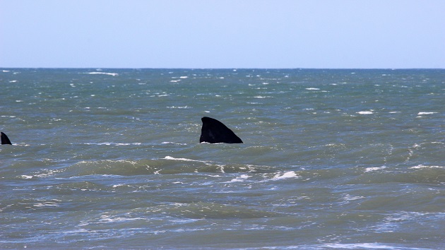 Shark believed to have injured four people in waters off South Padre Island on Fourth of July