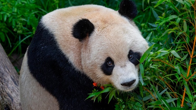 See first photos of new pandas at San Diego Zoo