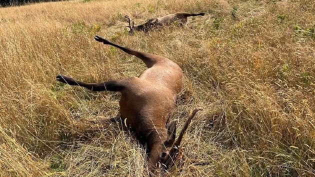 Authorities hunt for suspects involved in illegal elk poaching after four found dead