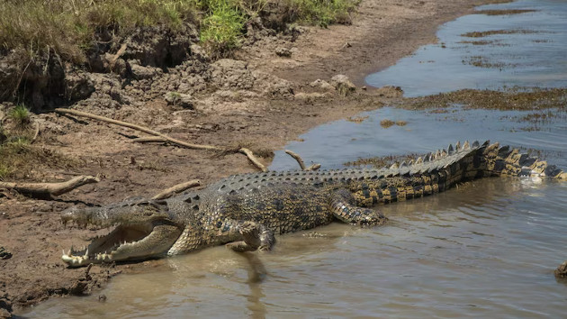 Child, 12, missing after being attacked and taken by crocodile: Report