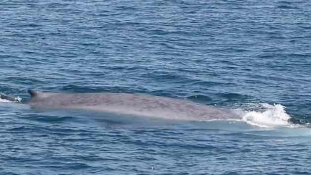 Largest animal on Earth seen off the coast of Massachusetts in rare double sighting